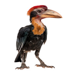 Obraz premium Rufous headed hornbill on isolated transparent background