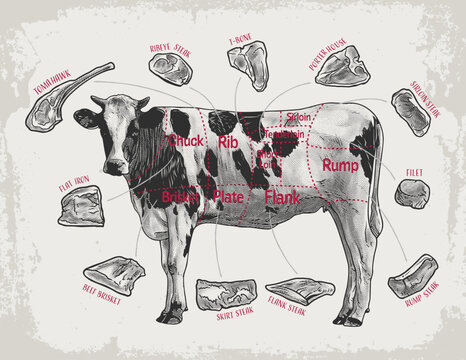 Detailed retro illustration showcasing different cuts of beef on a cow diagram