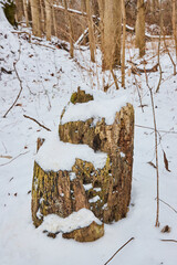 Snowy Tree Stump in Undisturbed Forest - Serene Winter Scene