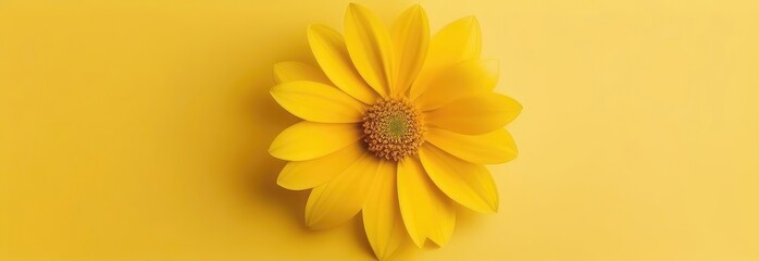 One yellow flower on yellow monochrome background. Copy space, place for text, empty space. View from above. Banner