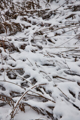 Winter Underbrush Texture in Snow, Whitehurst Preserve