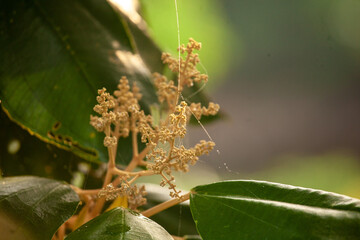 Hojas de árbol con una pequeña linea de una telaraña 