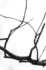 branches