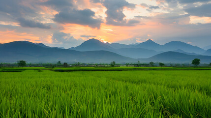 Sun-kissed paddy fields stretch endlessly under a pastel sky, framed by majestic mountains in the...