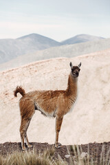 Fototapeta premium guanaco in the Andes mountain range surrounded by scenic landscape in the Argentine province of Jujuy