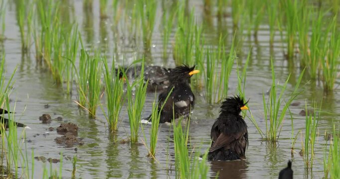 Crested myna (Acridotheres cristatellus) or Chinese starling bird bathing on the ground. High definition shot at 4K, 60 fps video footage.