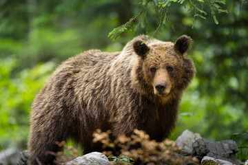 OURS DE SLOVENIE