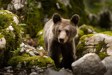 Fototapeta premium OURS DE SLOVENIE