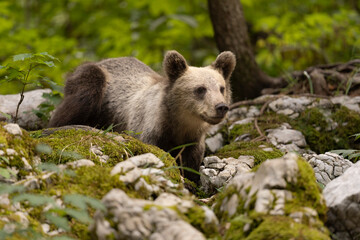 Naklejka premium OURS DE SLOVENIE