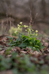 Primrose with yellow flowers outdoors in nature.