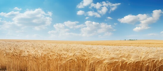 Close-up of ripe wheat field under clear blue sky