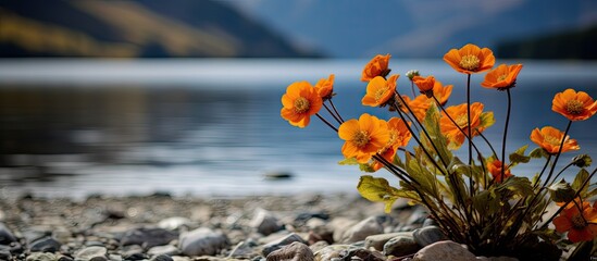 Orange flowers growing in rocks by water
