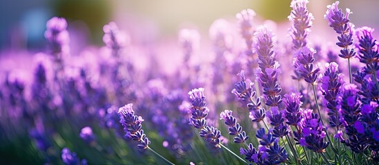 Lavender blooming in a field with a bee atop - obrazy, fototapety, plakaty