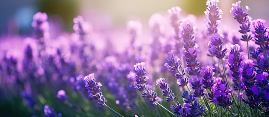 Foto op Aluminium Lavender blooming in a field with a bee atop © vxnaghiyev