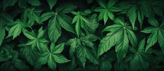 A lush green plant with various leaves close up - Powered by Adobe