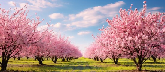 Obraz na płótnie Canvas Field of trees with pink blossoms