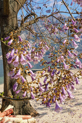 Springtime. Mediterranean landscape on sunny day.  Paulownia tomentosa  tree with pink flowers. Montenegro, coast of Kotor Bay