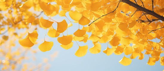 Yellow leaves on a tree during autumn with a blue sky - Powered by Adobe