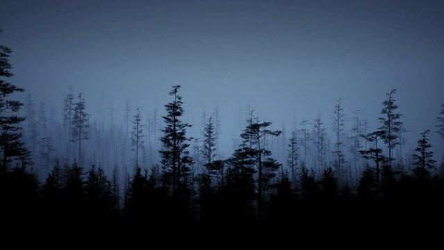 Mysterious and scary forest by night