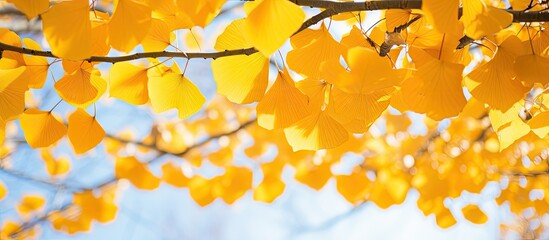 Yellow leaves on a tree branch under a blue sky