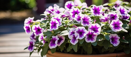 Purple and white flowers in a pot on a wooden deck