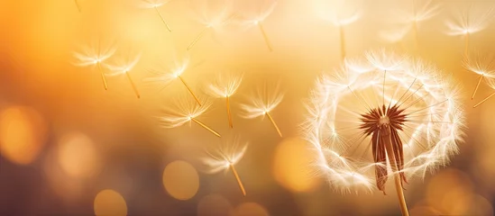  Dandelion seeds dispersing in the wind © vxnaghiyev