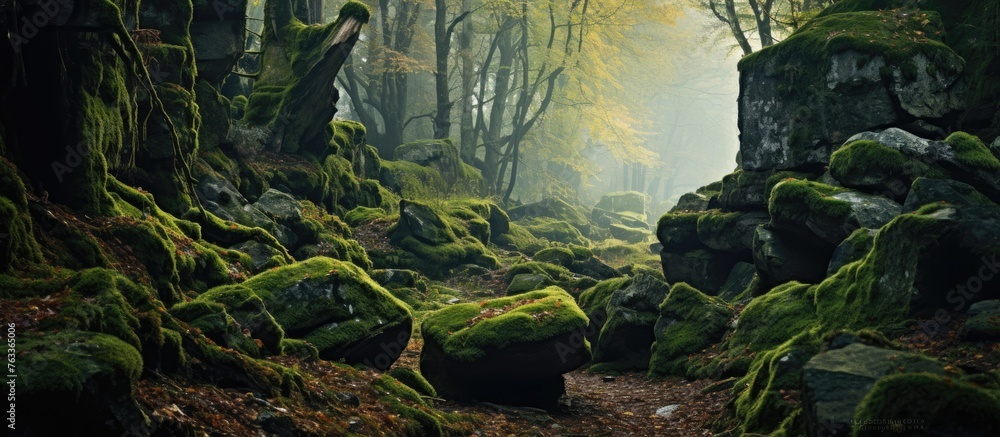 Aufkleber autumn forest with mossy rocks and trees