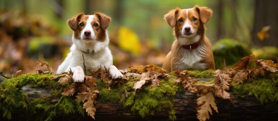 Two dogs sitting on a log in the woods with leaves - Powered by Adobe