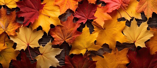 Naklejka na ściany i meble Close-Up of Autumn Leaves on Wooden Surface