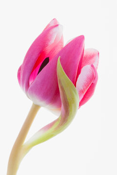Close-up of Pink Tulip on White Background, Studio Shot