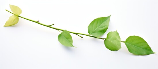 A single red rose with green stem and leaves