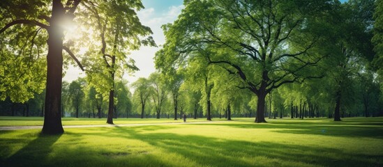 A peaceful park with lush trees and a sunny path - obrazy, fototapety, plakaty