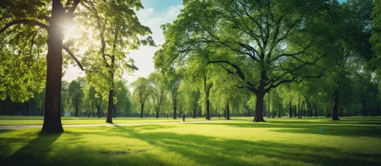 Fotobehang A peaceful park with lush trees and a sunny path © vxnaghiyev