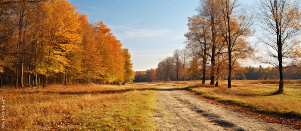 Poster a rural path surrounded by greenery and trees