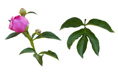 Set of pink peony bud and leaves isolated on white or transparent background