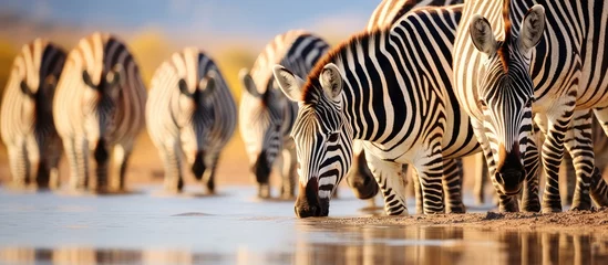 Poster Zebras drinking water at desert pond © vxnaghiyev