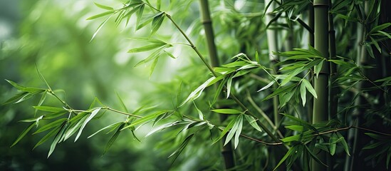 Bamboo plant with lush green leaves in dense forest