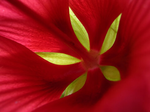 Close-up detail of a Hibiscus blossom