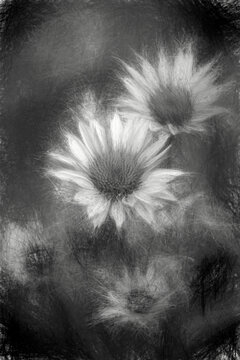 Black and white image of Purple coneflowers 'Fatal Attraction' (Echinacea purpurea); Bronx, New York, United States of America