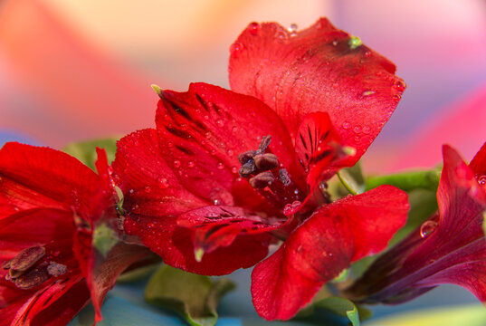 Red Peruvian lilies (Alstromeria) in bloom; Studio