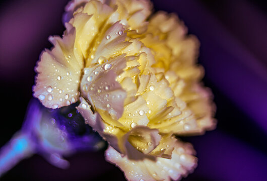 Close-up detail of a pale yellow carnation (Dianthus caryophyllus) covered in water droplets and illuminated by light, with a purple lit background; Studio
