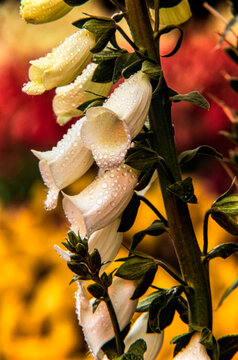 Close-up of white Foxglove (Digitalis) in bloom; Bronx, New York, United States of America