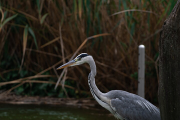 up close great blue heron