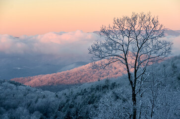 Sunrise turns the rime ice pink on the trees over the mountains