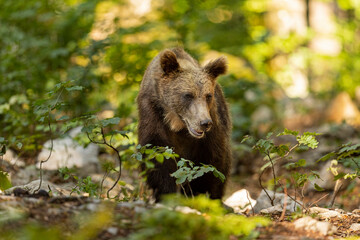 Fototapeta premium OURS DE SLOVENIE