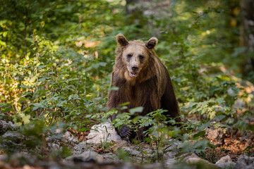 OURS DE SLOVENIE