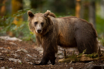 Fototapeta premium OURS DE SLOVENIE