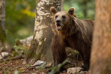 Obraz premium OURS DE SLOVENIE