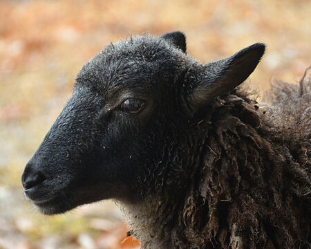 Portrait of a mixed Soay lamb (Ovis aries) in the rain