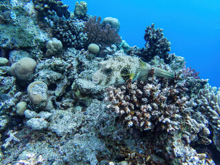 White spotted puffer fish in the coral reef during a dive in Bali